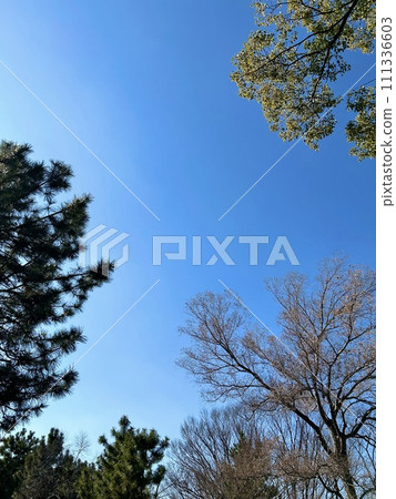 Blue sky and trees on a clear day (February) 111336603