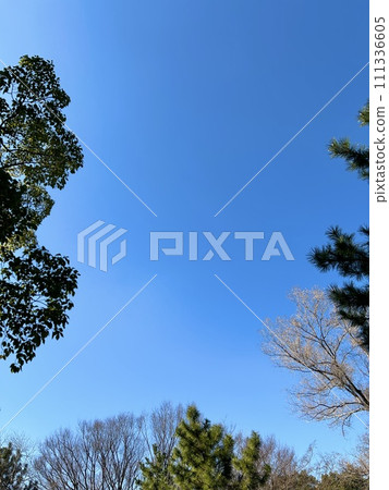 Blue sky and trees on a clear day (February) 111336605