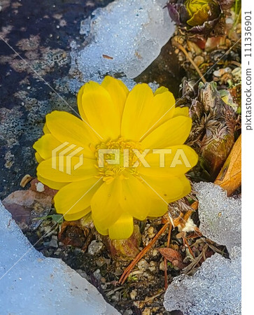 福壽莊在雪中揮舞著，預示著春天的到來 111336901