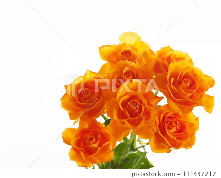 白色背景上的橙色玫瑰花束 白色背景上的橙色玫瑰花束 111337217