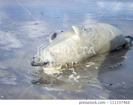 Dead seal lying on Narin beach by Portnoo - County Donegal, Ireland. Dead seal lying on Narin beach by Portnoo - County Donegal, Ireland. 111337468
