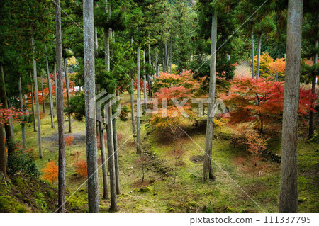 岐阜太京森林公園，紅葉名勝 111337795