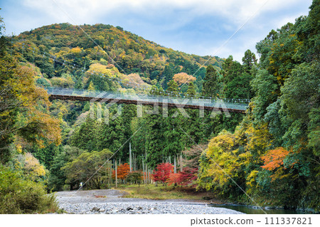 Suspension bridge at Tarakyo Forest Park, Gifu, a famous spot for autumn leaves Suspension bridge at Tarakyo Forest Park, Gifu, a famous spot for autumn leaves 111337821
