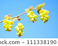 Blue sky and lovely yellow buds of Tosamizuki 111338190