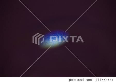 Mysterious world Mysterious world 111338375