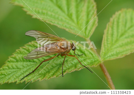 Closeup on an orange colored Marsh snipe fly , Rhagio tringarius, sitting on a green leaf 111338423