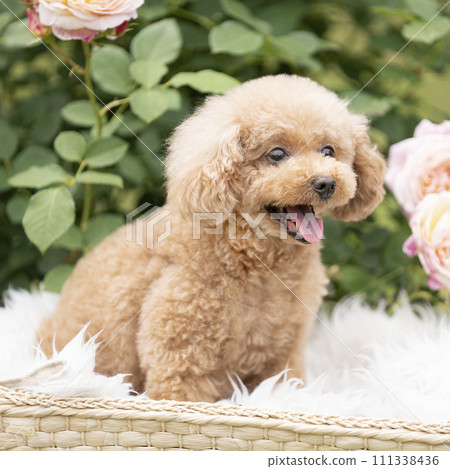 一隻玩具貴賓犬帶著玫瑰微笑 一隻玩具貴賓犬帶著玫瑰微笑 111338436
