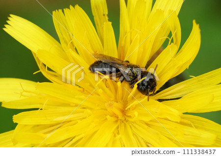 Colorful closeup of a female small shaggy bee Panurgus calcaratus on a yellow flower Colorful closeup of a female small shaggy bee Panurgus calcaratus on a yellow flower 111338437