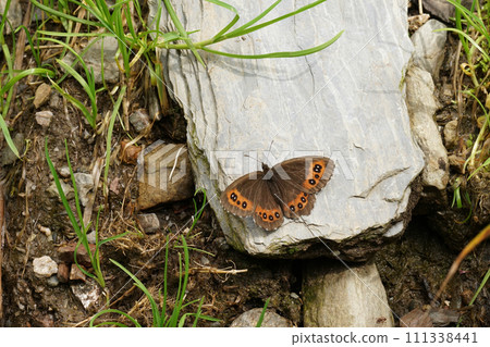 Closeup on the Arran brown butterfly, Erebia ligea, with spread wings on the forest floor Closeup on the Arran brown butterfly, Erebia ligea, with spread wings on the forest floor 111338441