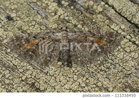 Closeup on a small brown colored Tawny Speckled Pug geometer moth, Eupithecia icterata with spread wings on wood Closeup on a small brown colored Tawny Speckled Pug geometer moth, Eupithecia icterata with spread wings on wood 111338450