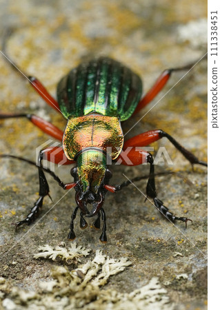 Vertical closeup on a green metallic colorful ground beetle, Carabus auronitens sitting on a stone 111338451