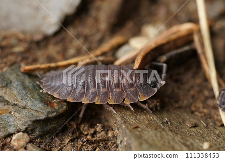 Closeup on a grey colored Ratzeburg's Woodlouse, Trachelipus ratzeburgii, sitting on the forest floor Closeup on a grey colored Ratzeburg's Woodlouse, Trachelipus ratzeburgii, sitting on the forest floor 111338453