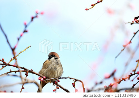 Weeping plum buds and puffy sparrow Weeping plum buds and puffy sparrow 111338490