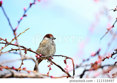 垂淚的梅花蕾和浮腫的麻雀 111338497