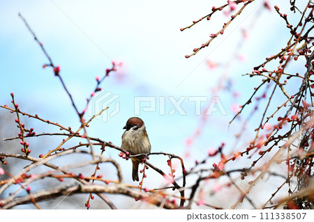 垂淚的梅花蕾和浮腫的麻雀 111338507
