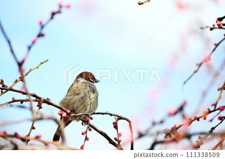 垂淚的梅花蕾和浮腫的麻雀 111338509