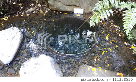 明治神宮清正井 111338530