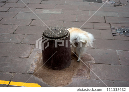 portrait of little dog making  pee in the street 111338682