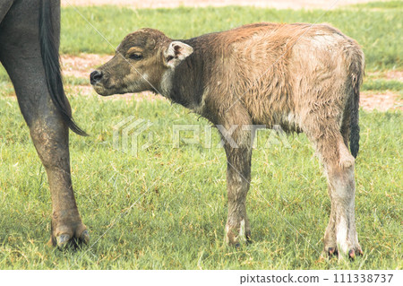A baby buffalo is walking and eating grass in the field. A baby buffalo is walking and eating grass in the field. 111338737