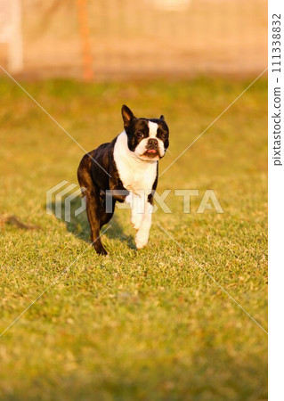 波士頓梗犬 Mighty 在春季狗跑中玩得很開心♡ 111338832