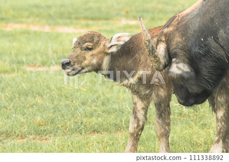 A mother buffalo and baby buffalo are walking and eating grass in the field. 111338892