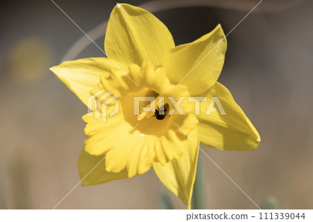 Daffodils in full bloom shining in the early spring light Daffodils in full bloom shining in the early spring light 111339044