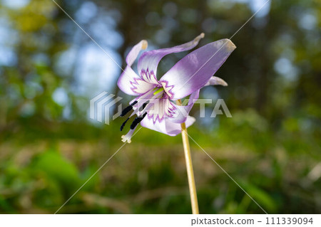 [Flower material] Katakuri flower [Nagano Prefecture] 111339094