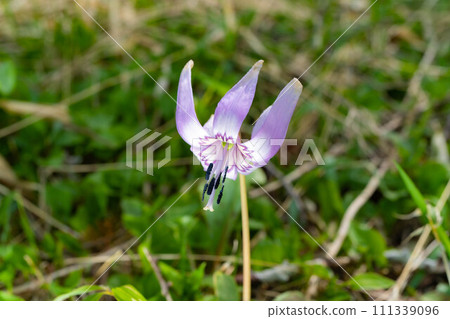 [Flower material] Katakuri flower [Nagano Prefecture] 111339096