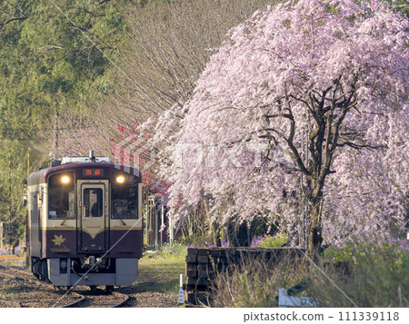 春天的渡良瀨京國鐵道，無人車站，垂枝櫻花盛開 111339118