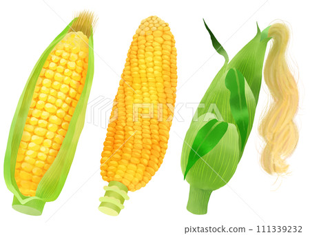 Corn illustration material set painted in watercolor Corn illustration material set painted in watercolor 111339232