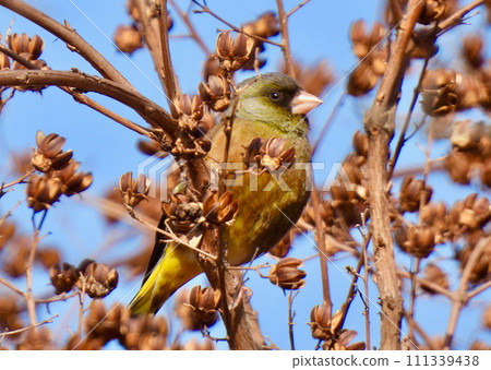 Kawarahiga Kawarahiga 111339438