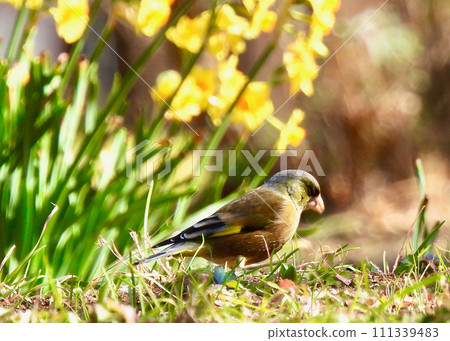 Kawarahiga Kawarahiga 111339483