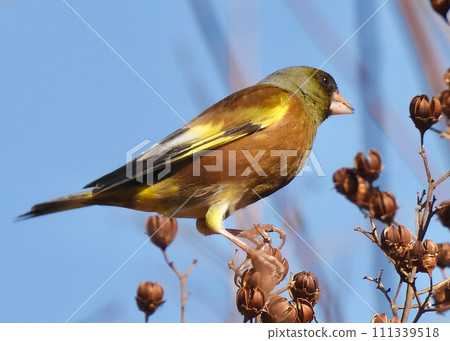 Kawarahiga Kawarahiga 111339518