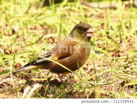 Kawarahiga Kawarahiga 111339541