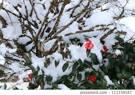 red camellia flower covered with snow red camellia flower covered with snow 111339587