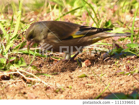 Kawarahiga 111339601