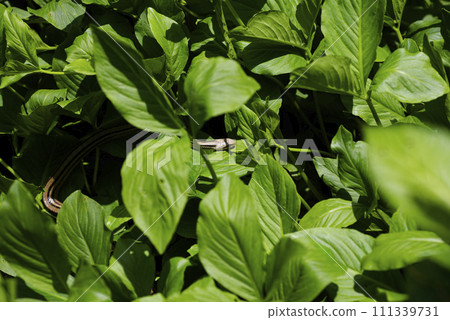 Shimate snake Shimate snake 111339731