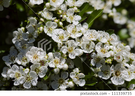 Hawthorn Hawthorn 111339735