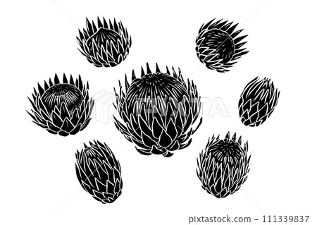 Set of protea flowers black silhouettes isolated on white Set of protea flowers black silhouettes isolated on white 111339837