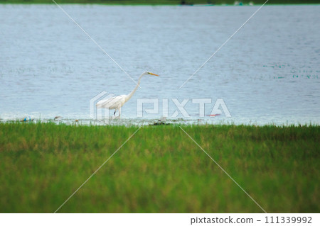 Egrets search for food in the water. 111339992