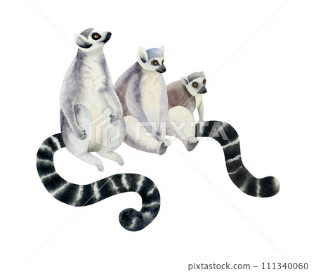 Ring-tailed lemurs family with long black and white tails watercolor illustration isolated on white background. Funny Madagascar tropical monkeys from jungle forests Ring-tailed lemurs family with long black and white tails watercolor illustration isolated on white background. Funny Madagascar tropical monkeys from jungle forests 111340060