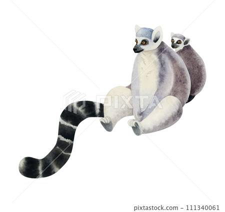 Mother lemur with a cub watercolor illustration isolated on white background. Hand drawn funny Madagascar tropical ring-tailed female monkey with baby Mother lemur with a cub watercolor illustration isolated on white background. Hand drawn funny Madagascar tropical ring-tailed female monkey with baby 111340061
