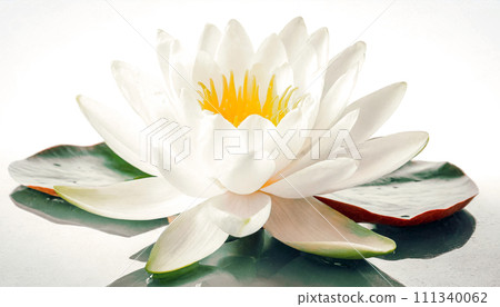 White water lily isolated on white background White water lily isolated on white background 111340062