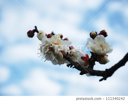 White plum and sky White plum and sky 111340242