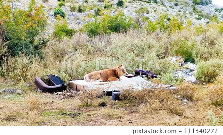 Pasture of cows in the mountains near Bar, Cows rest and graze at the same time, In the mountains in the vicinity of the city, a bar was seen like this, it was unexpected Pasture of cows in the mountains near Bar, Cows rest and graze at the same time, In the mountains in the vicinity of the city, a bar was seen like this, it was unexpected 111340272