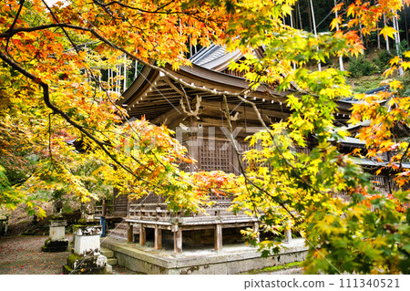 Autumn leaves at Gifu Nagahiko Shrine 111340521