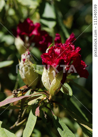 Red rhododendron flower Red rhododendron flower 111340599