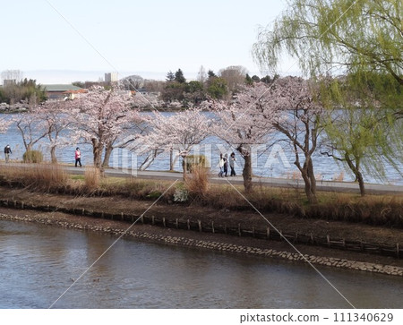 Row of cherry trees 111340629