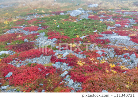 Autumn leaves of Chinguruma (Northern Alps) 111340721