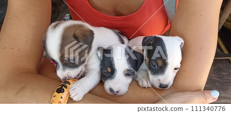Jack russell terrier puppies, Montenegro Jack russell terrier puppies, Montenegro 111340776
